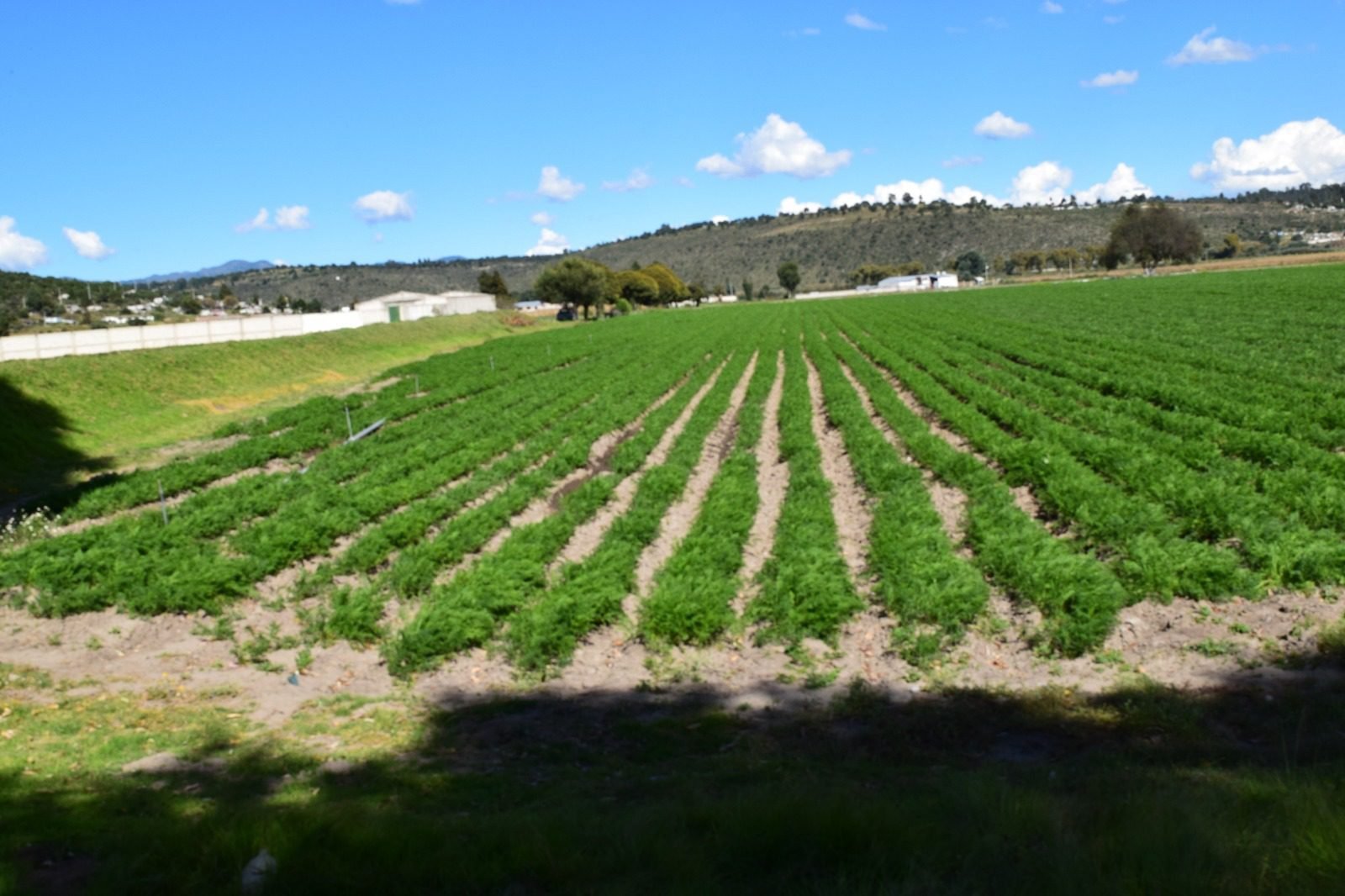 Crisis en el campo: productores enfrentan abandono y falta de apoyos ...